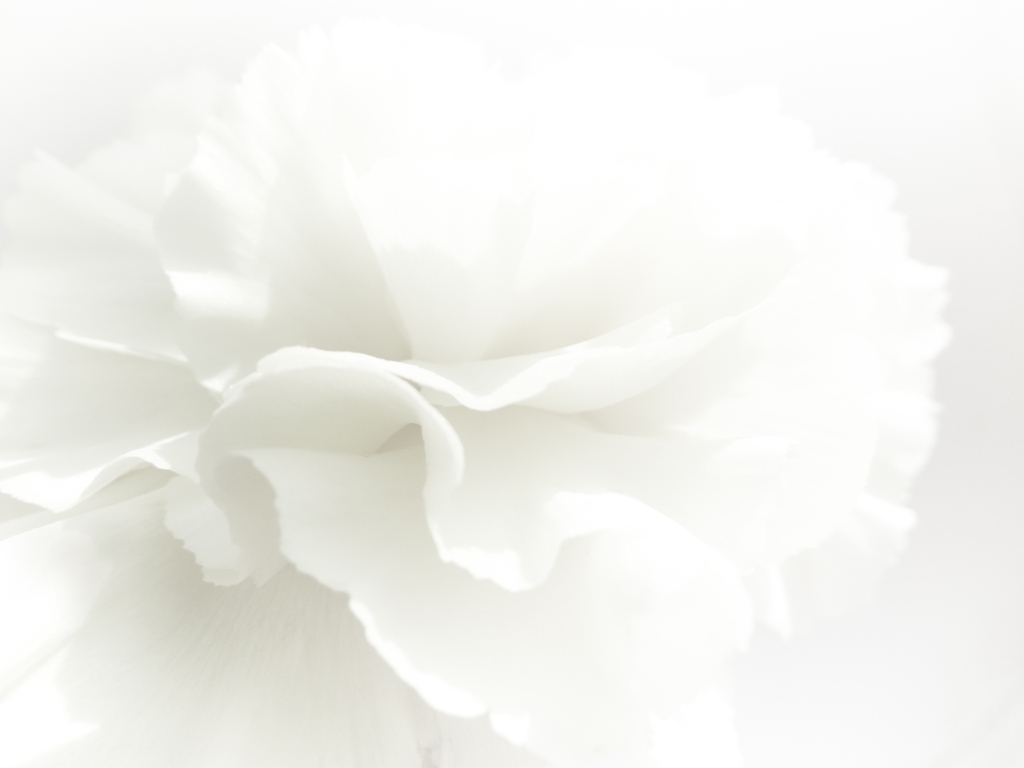 Fototapeta-Bialy-Kwiat_788833204-1