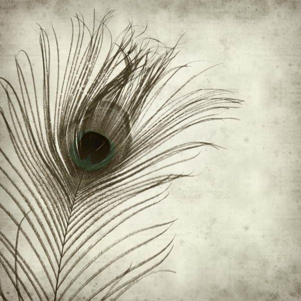 Freska „Peacock Eye”, pilkos spalvos