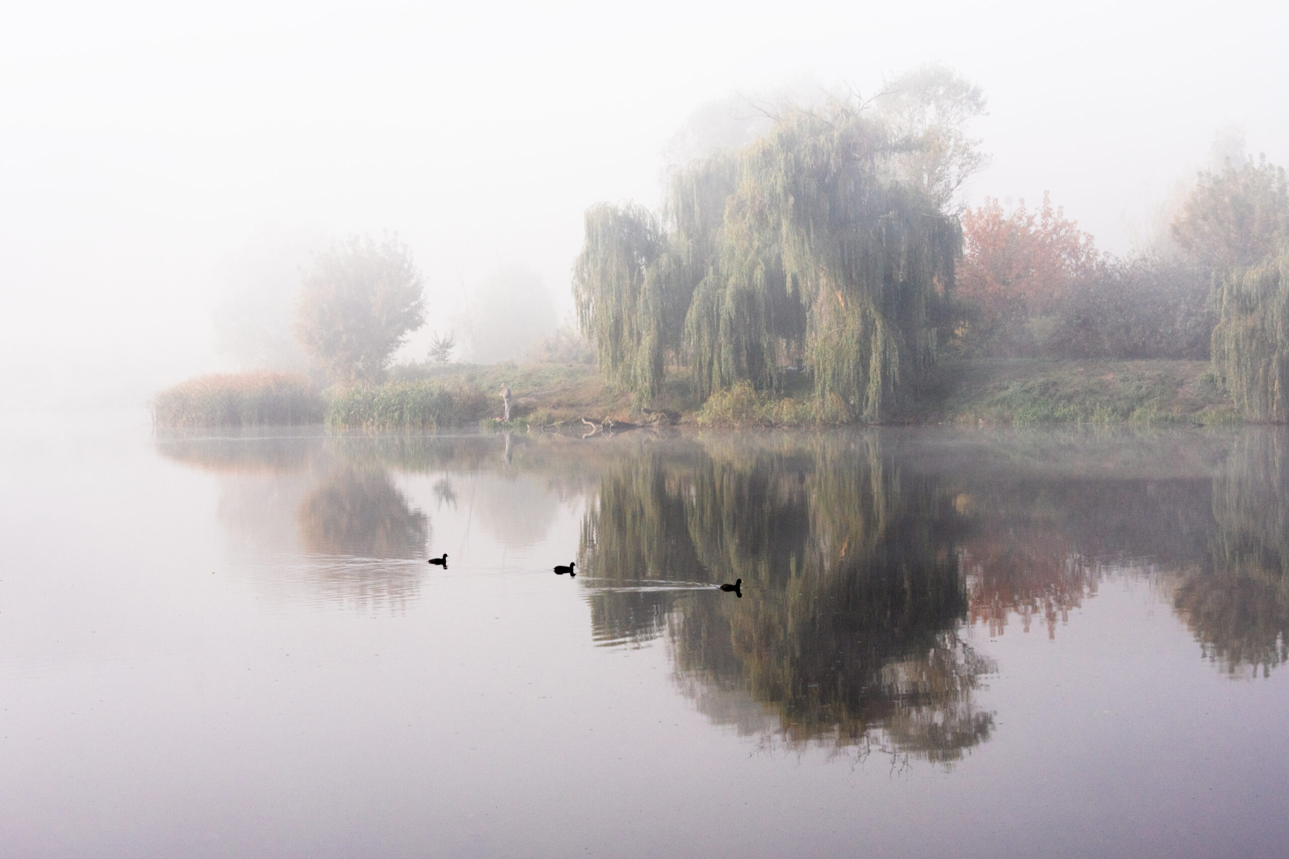 Morning mist over the lake with reflection in the water. Fog on a river