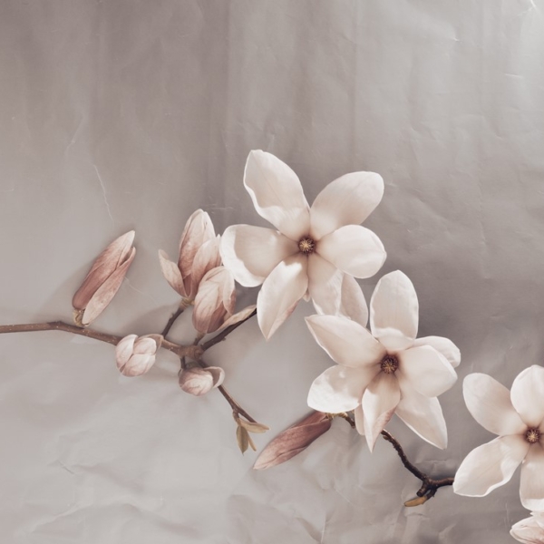 Fototapetai Smėlio spalvos magnolijos