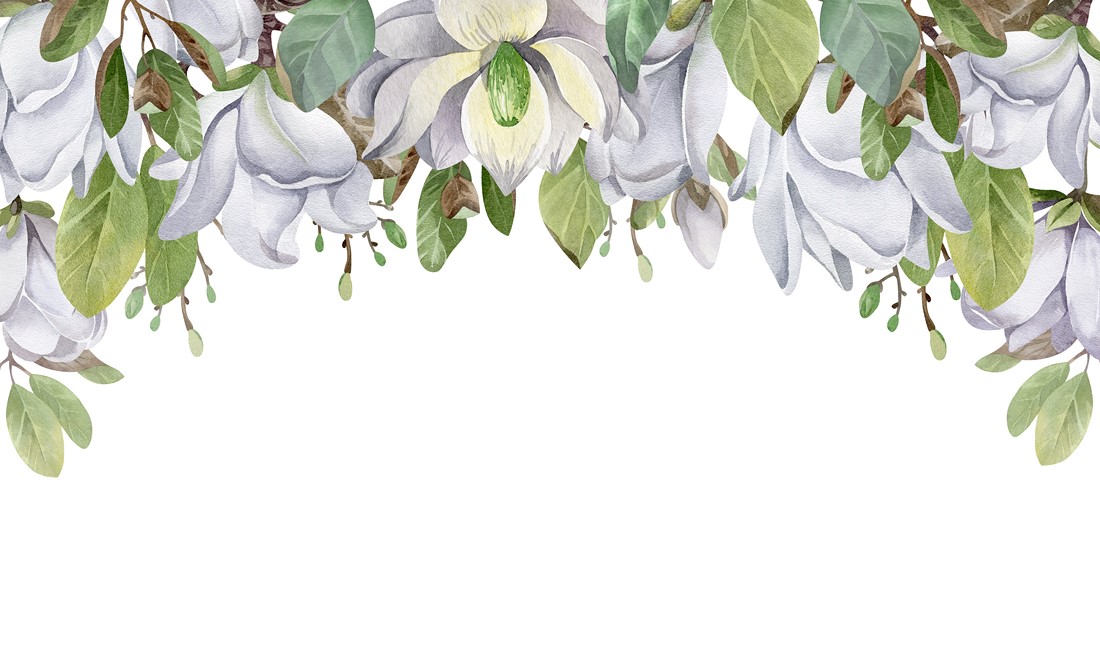 Watercolor,Illustration,For,Postcards.,Blooming,Magnolia.